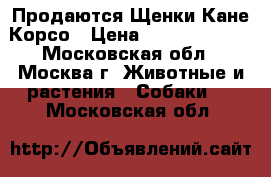 Продаются Щенки Кане Корсо › Цена ­ 15000-18000 - Московская обл., Москва г. Животные и растения » Собаки   . Московская обл.